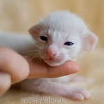 ориентальный котенок