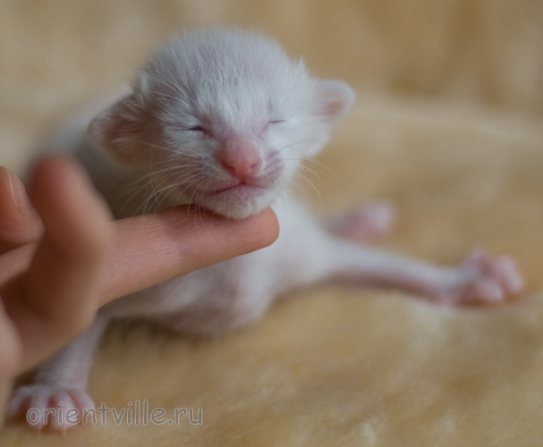 ориентальный котенок