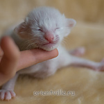 Orientville's Hitch 9 дней