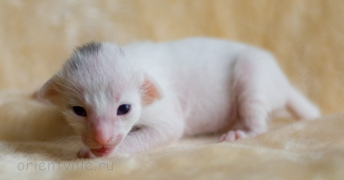 Orientville's Haide'e 9 дней