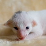 Ориентальный котенок