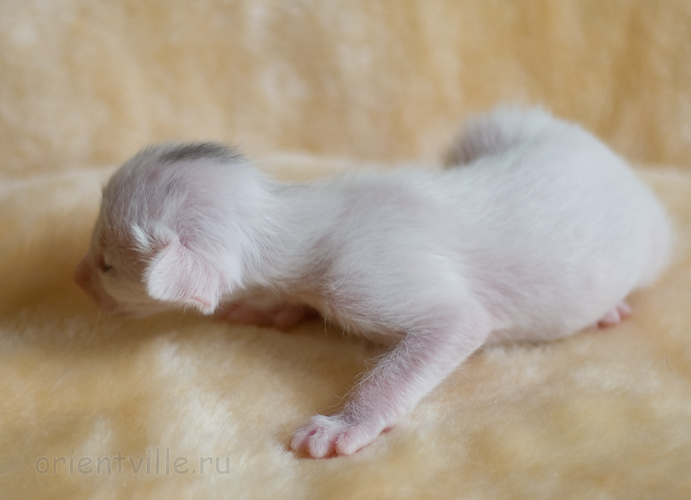 Orientville's Haide'e 9 дней