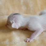 Orientville's Haide'e 9 дней