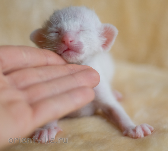 Orientville's Haide'e 9 дней