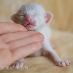 Orientville's Haide'e 9 дней