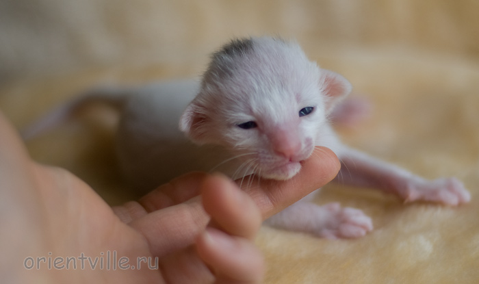 Orientville's Haide'e 9 дней