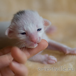 Orientville's Haide'e 9 дней