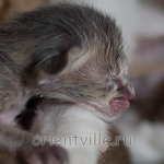 Orientville's Henrietta 1 день