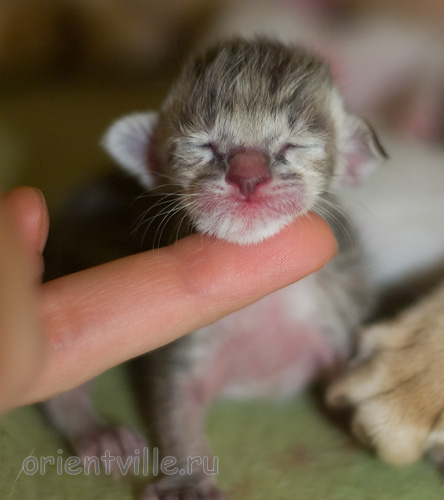 ориентальный котенок