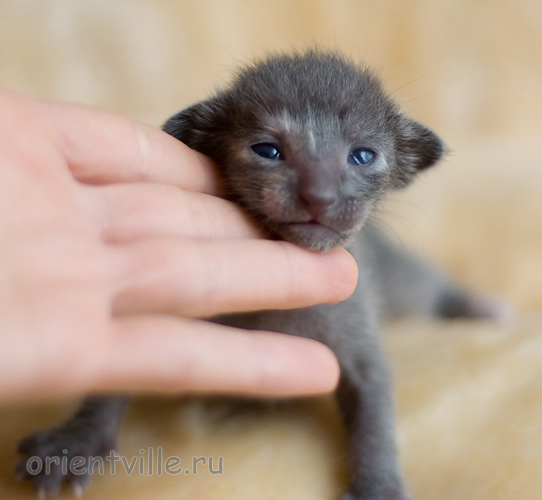 ориентальный котенок
