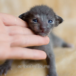 Ориентальный котенок