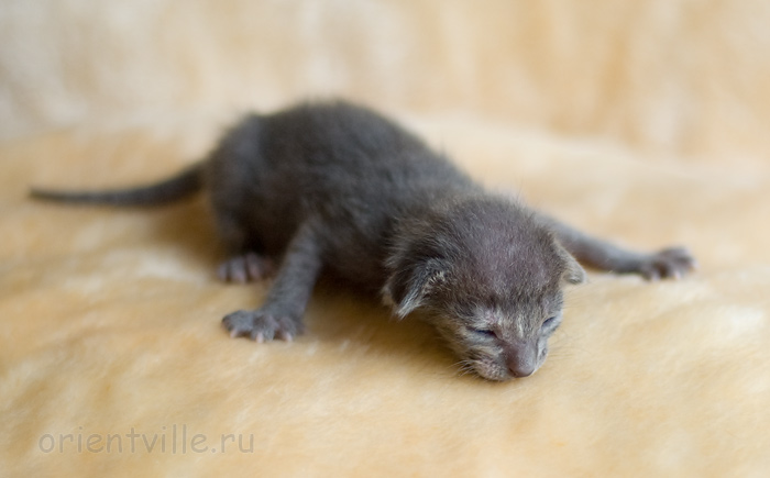 ориентальный котенок