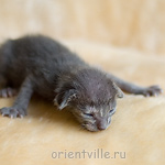 Orientville's Helen 9 дней