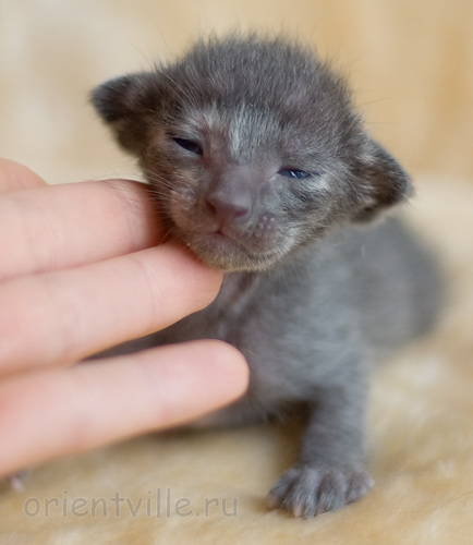 ориентальный котенок