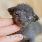 Orientville's Helen 9 дней