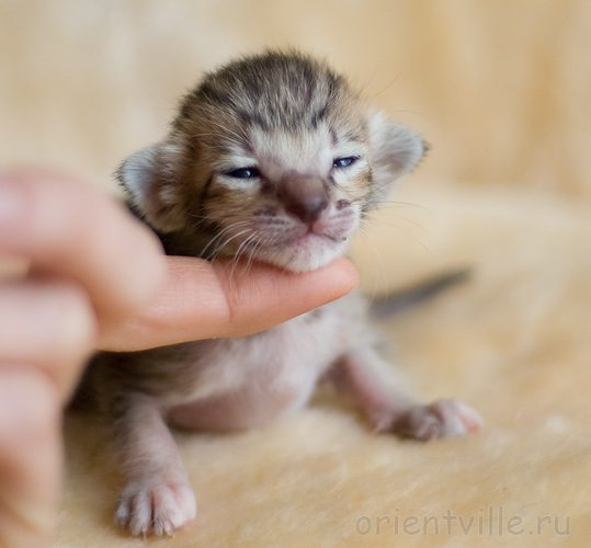 ориентальный котенок