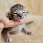 Ориентальный котенок