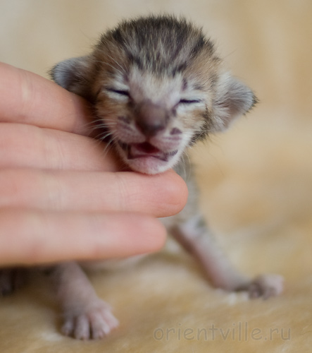 ориентальный котенок