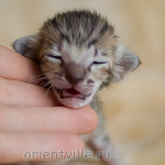 Orientville's Hermione Granger 9 дней