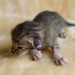 Orientville's Hermione Granger 9 дней