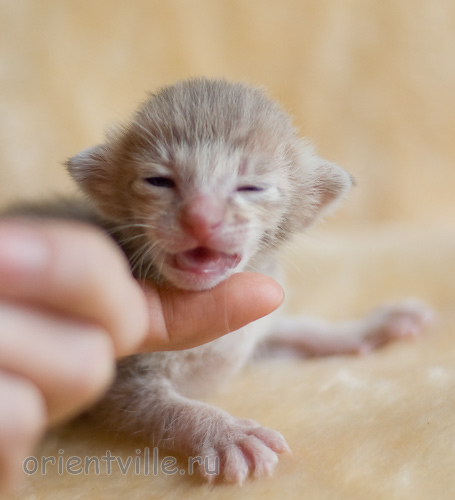 ориентальный котенок