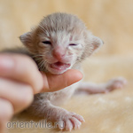 Ориентальный котенок