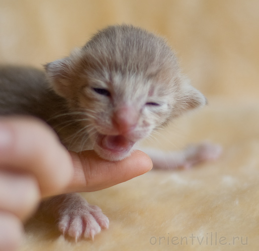 ориентальный котенок