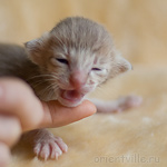 Orientville's Isadora 9 дней