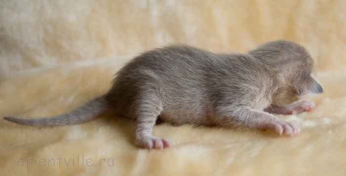 ориентальный котенок