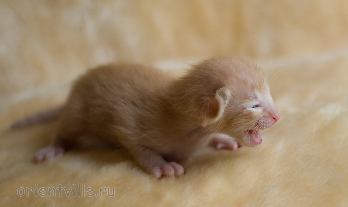 ориентальный котенок