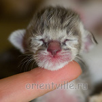 Orientville's Henrietta 1 день