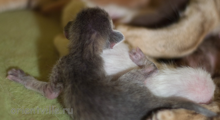 ориентальный котенок