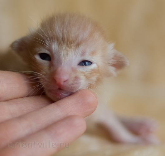 Orientville's Het Masteen 9 дней