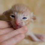 Orientville's Het Masteen 9 дней