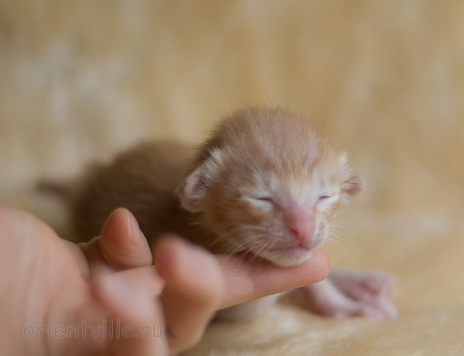 ориентальный котенок
