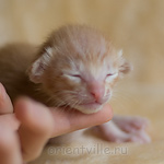 Orientville's Het Masteen 9 дней