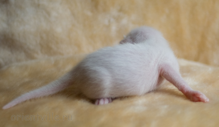 Orientville's Hancock 9 дней