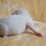 Ориентальный котенок