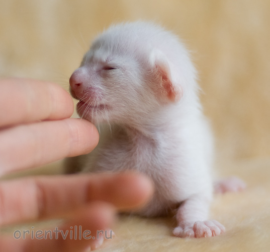 Orientville's Hancock 9 дней