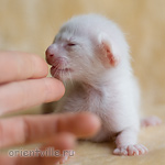 Orientville's Hancock 9 дней