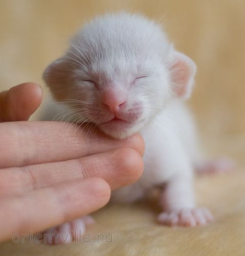 Orientville's Hancock 9 дней