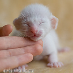 Orientville's Hancock 9 дней