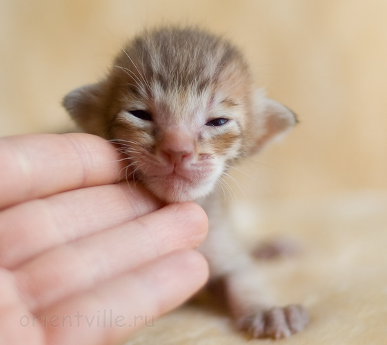 Orientville's Indiana Jones 9 дней