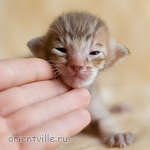 Ориентальный котенок