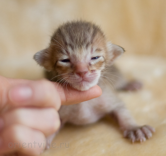 Orientville's Indiana Jones 9 дней