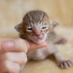 Orientville's Indiana Jones 9 дней