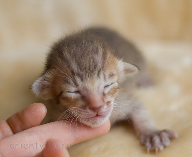 ориентальный котенок