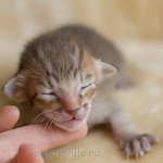 ориентальный котенок