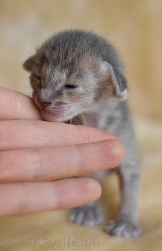 ориентальный котенок