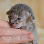 Ориентальный котенок